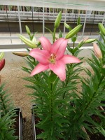 [5056 Merlet No01.JPG]